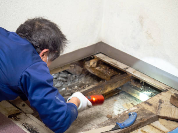 Best Office Mold Removal Services  in Amboy, IL
