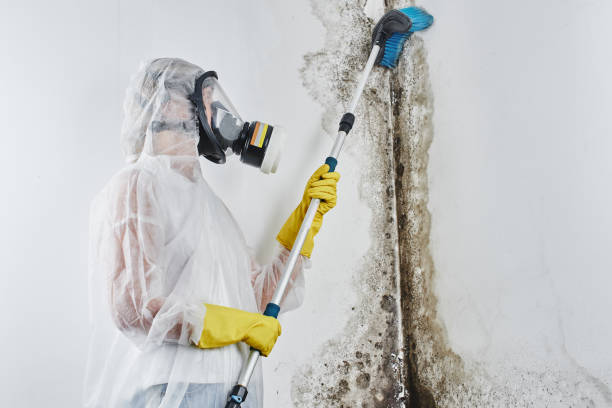 Best Certified Mold Removal  in Amboy, IL