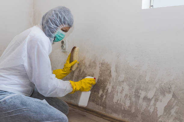 Professional Mold Removal in Amboy, IL