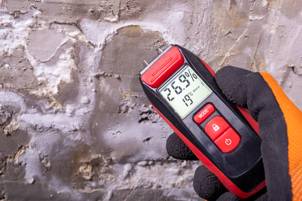 Best Fast Mold Removal  in Amboy, IL