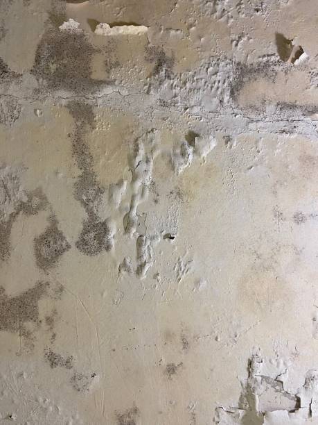 Best Mold Removal Near Me  in Amboy, IL