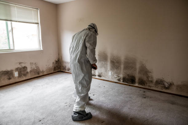 Best Crawl Space Mold Removal  in Amboy, IL
