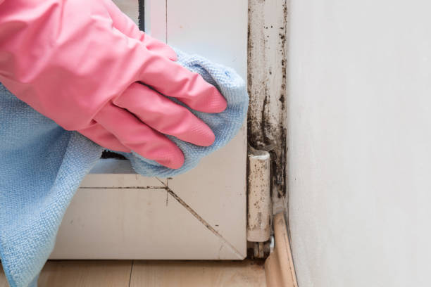 Best Mold Removal Company Near Me  in Amboy, IL
