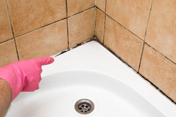 Best Home Mold Removal  in Amboy, IL